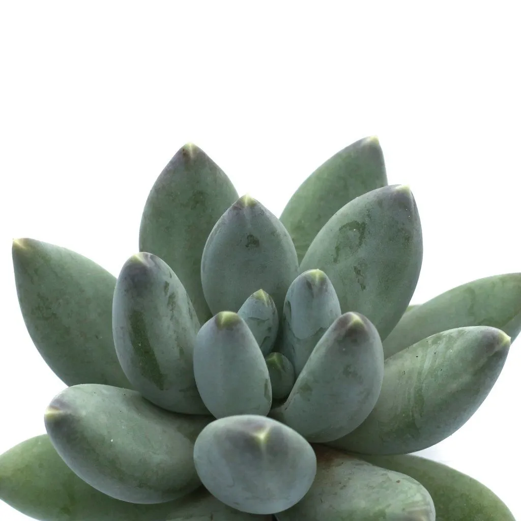 Pachyveria 'Blue Mist'